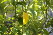 엠블렘